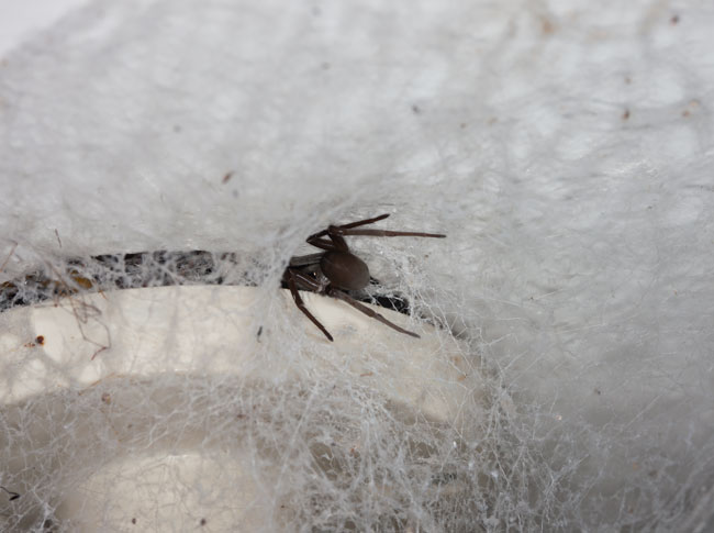 Spider web FLAAR office exterminators maya toons 2016