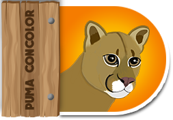 Puma Concolor