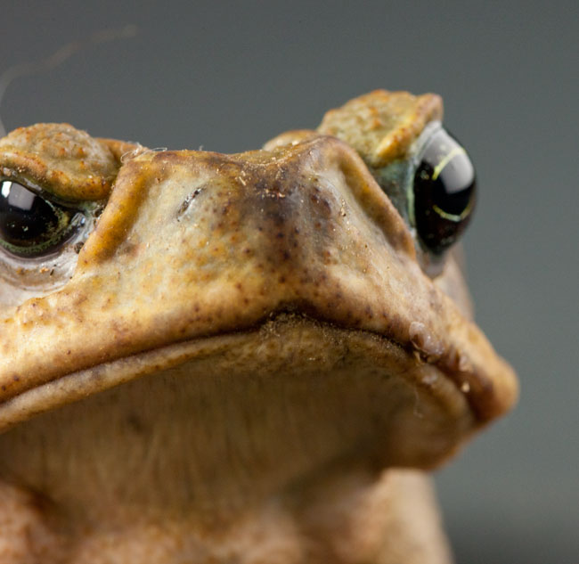 Bufo marinus toad photograph Guatemala Mayan comic book character inspiration image