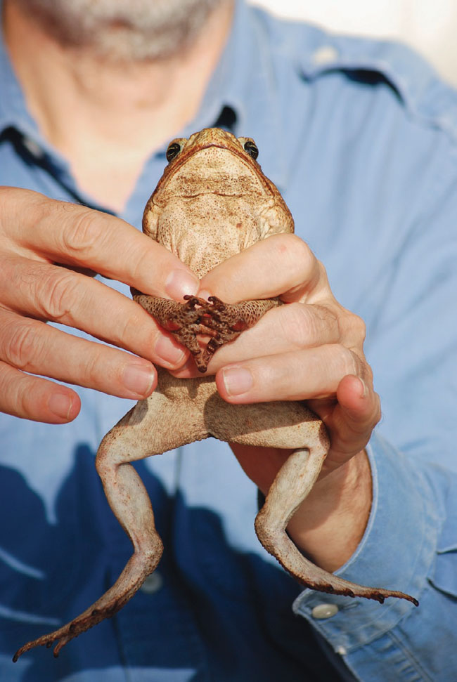 Bufo marinus toad photograph Guatemala Mayan comic book character inspiration images