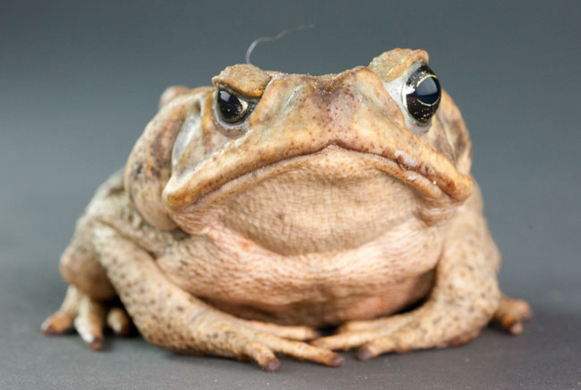 Bufo marinus toad photograph Guatemala Mayan comic book character inspiration photograph