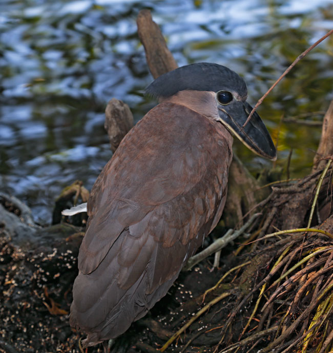 Cochlearius cochlearius Boat billed heron Canal de Chiquimulilla Dec 18 2015 AM 6143