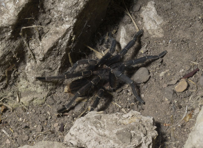 Copan Tarantula Aug 5 2013 2460