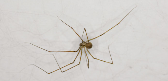 Daddy long legs Another spider in our dinning room Sep 29 2015 1935