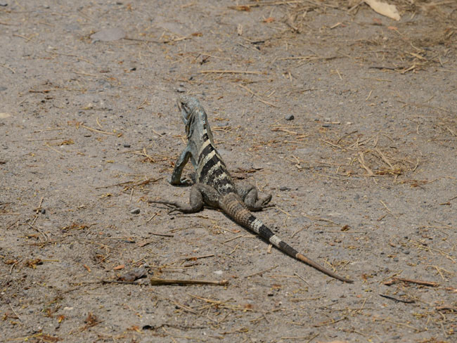 Ctenosaura similis Iguana black AutoSafari Chapin Apr 28 2015 NH 6074