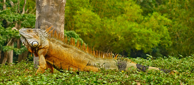 Iguana iguana Green iguana AutoSafari Chapin Dec 17 2015 ES 06228