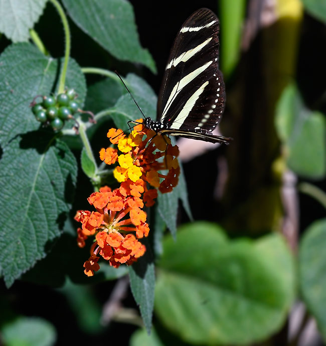 Heliconius charithonia Zebra Heliconian insecto polinizador FLAAR garden Nov 12 2016 NH 3223