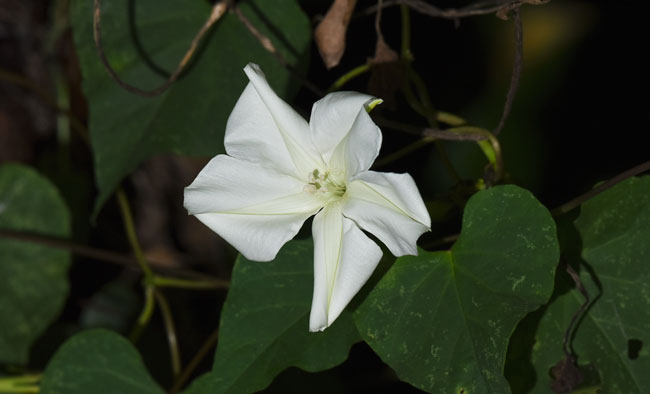 Ipomoea alba moonflower morning glory mayan medicinal plant vulcanize Mayan rubber 3359