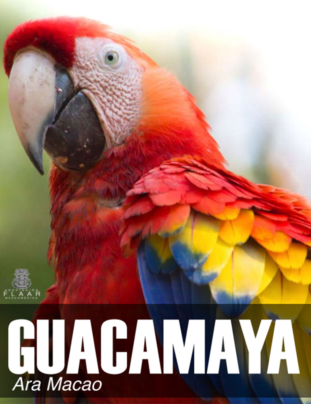 Macaw AraMacao Mayan Toons