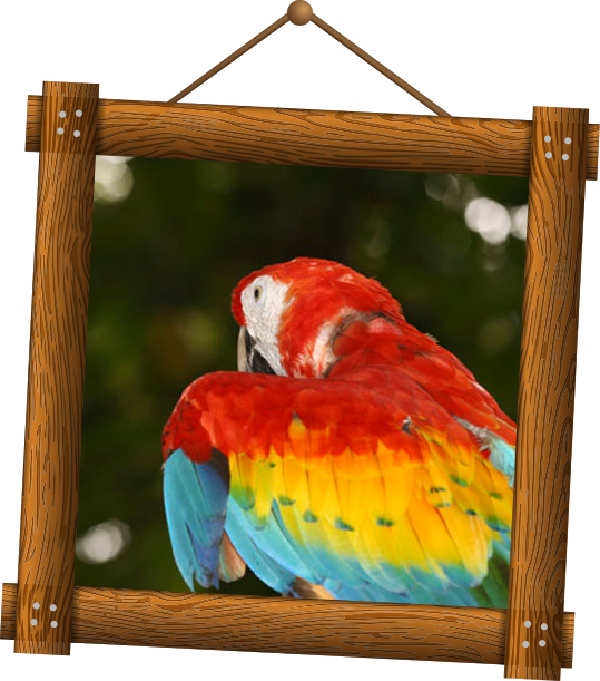 Macaw Macao Mayan Toons madera