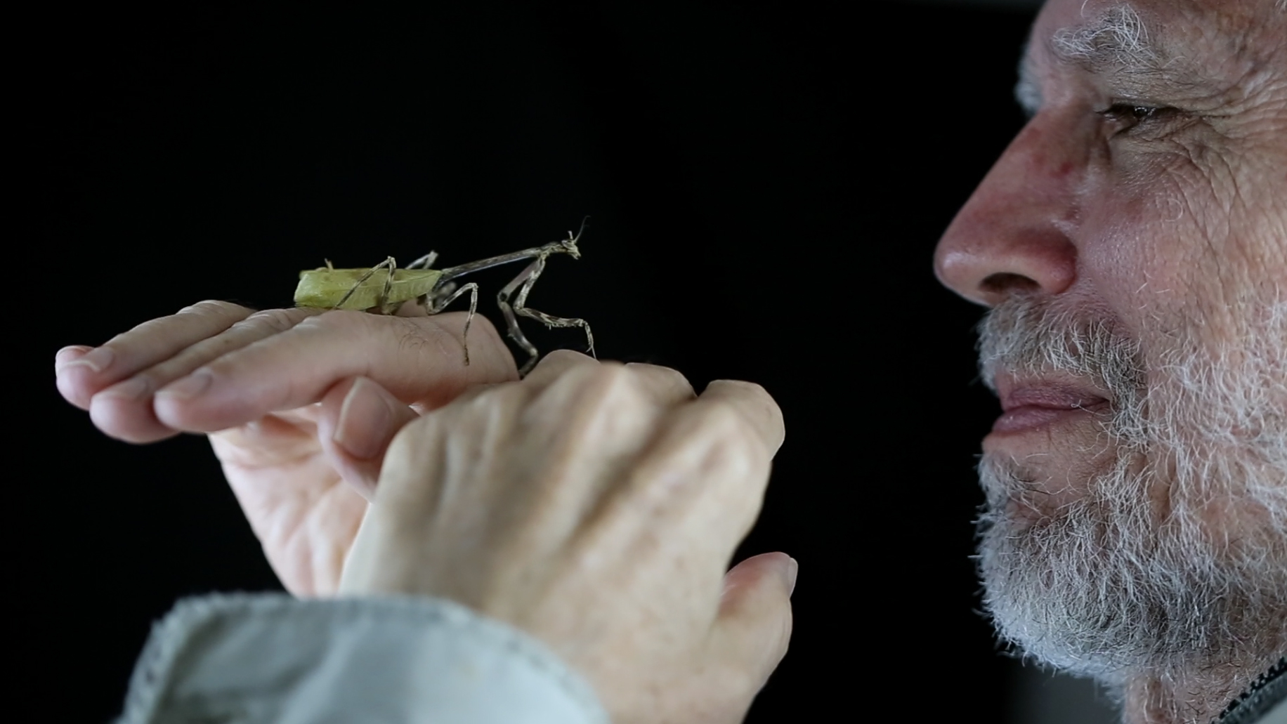 Mantis religiosa in Nicholas in the hands FLAAR Feb 22 2016 EF 1132
