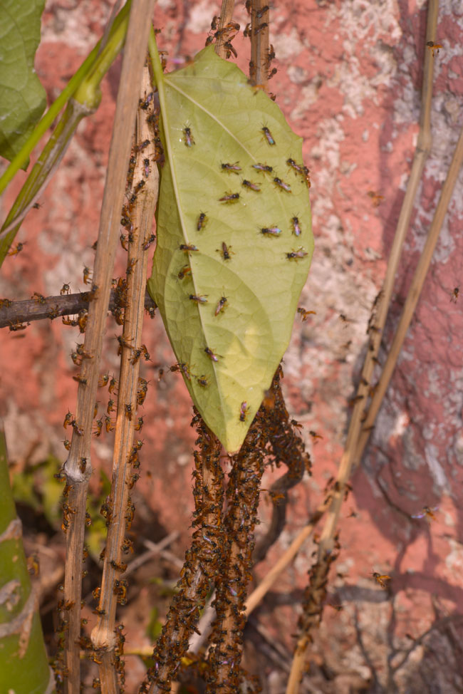 Meliponia bees return to nest FLAAR garden Feb 11 2015 3645