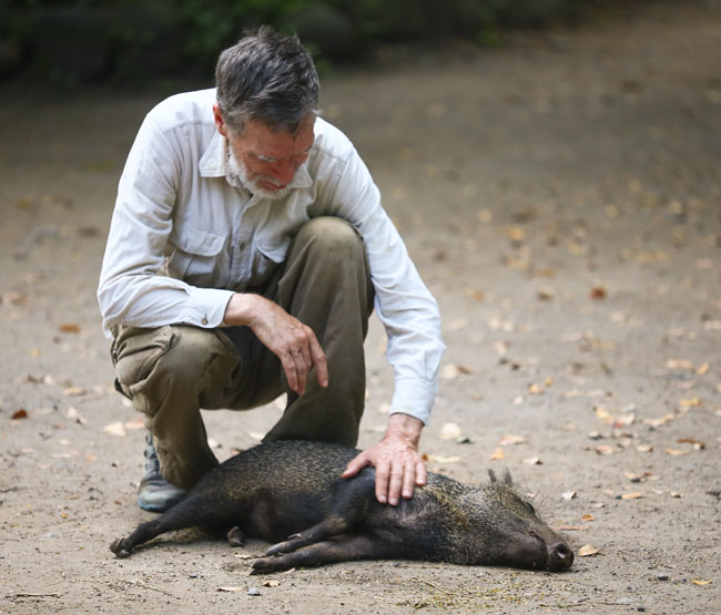 Pecari tajacu collared peccary AutoSafari Chapin Aug 24 2015 8090