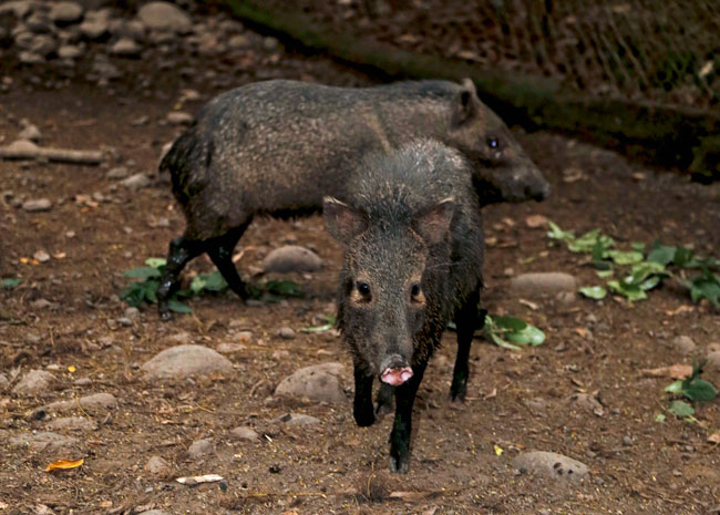 Peccari tajacu Collared peccary AutoSafari Chapin Dec 17 2015 AM 5977