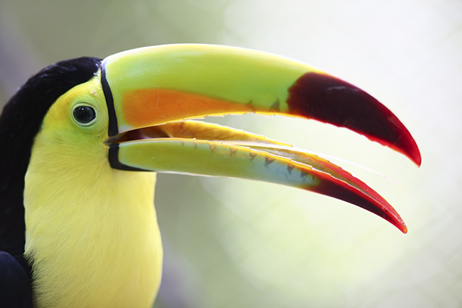 Ramphastos sulfuratus Tucan Auto Safari Chapin Aug 24 2015 SM 7877 WEB