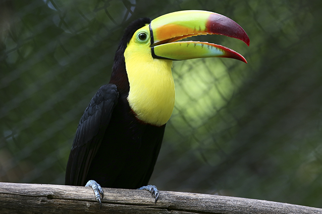 Ramphastos sulfuratus Tucan Auto Safari Chapin Aug 24 2015 SM 7913 WEB