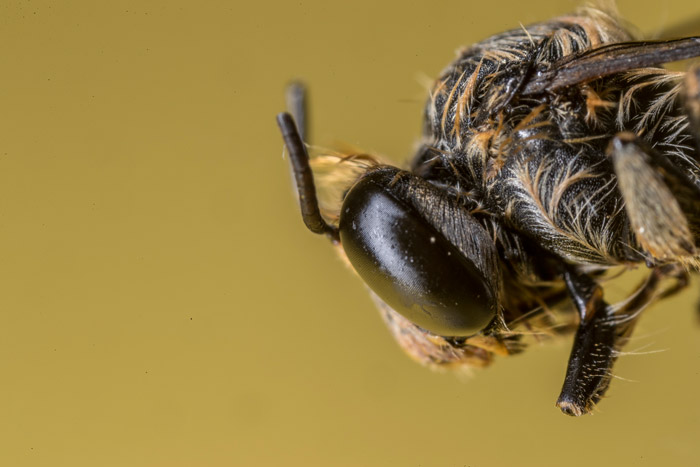 Solitary bees Rabinal Baja Verapaz Nov 02 2017 EDITED EF web