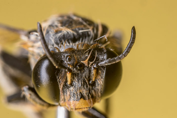Solitary bees Rabinal Baja Verapaz Nov 02 2017 EDITED EF 1 web