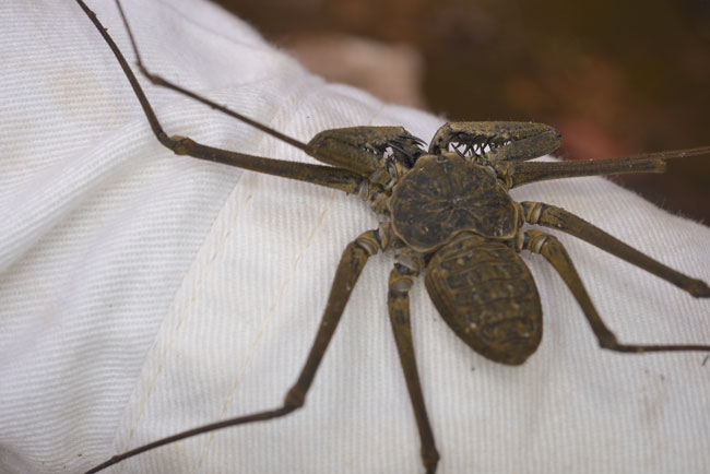 Tailess whip scorpion Tikal Oct 15 2013 7293