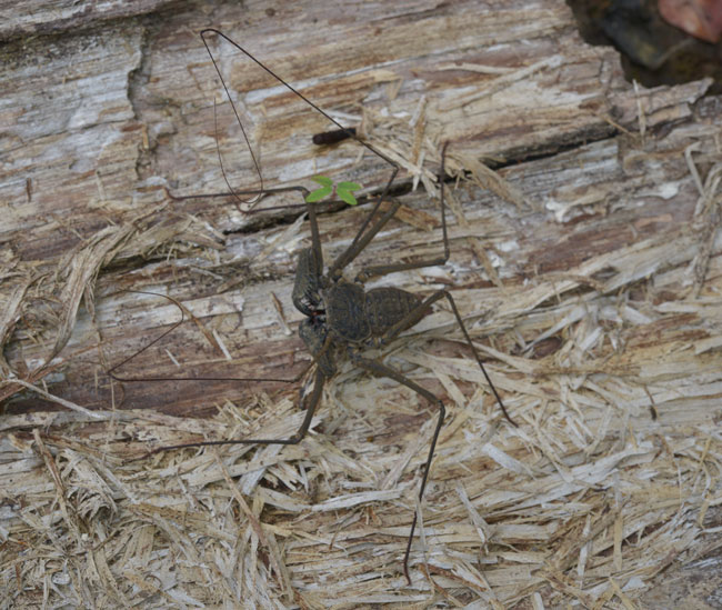 Tailless whip scorpion Tikal Oct 15 2013 7297