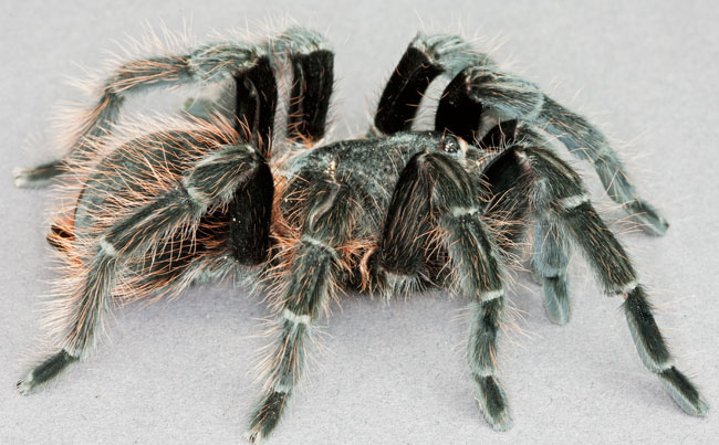 Tarantula Peten FLAAR Frutas del Mundo 0075