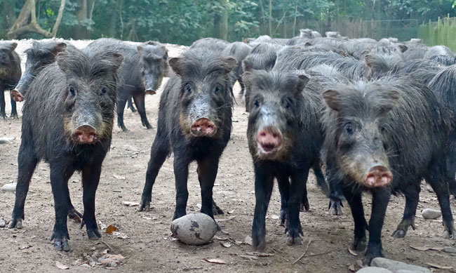 Tayassu pecary white lipped peccary AutoSafari Chapin Dec 17 2015 NH 06359
