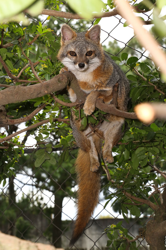 Urocyon cinereoargenteus Gray Fox Aurora Zoo Dec 1 2014 9813