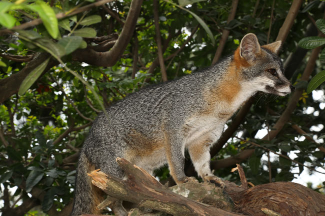 Urocyon cinereoargenteus Gray fox Aurora Zoo Dec 1 2014 9810