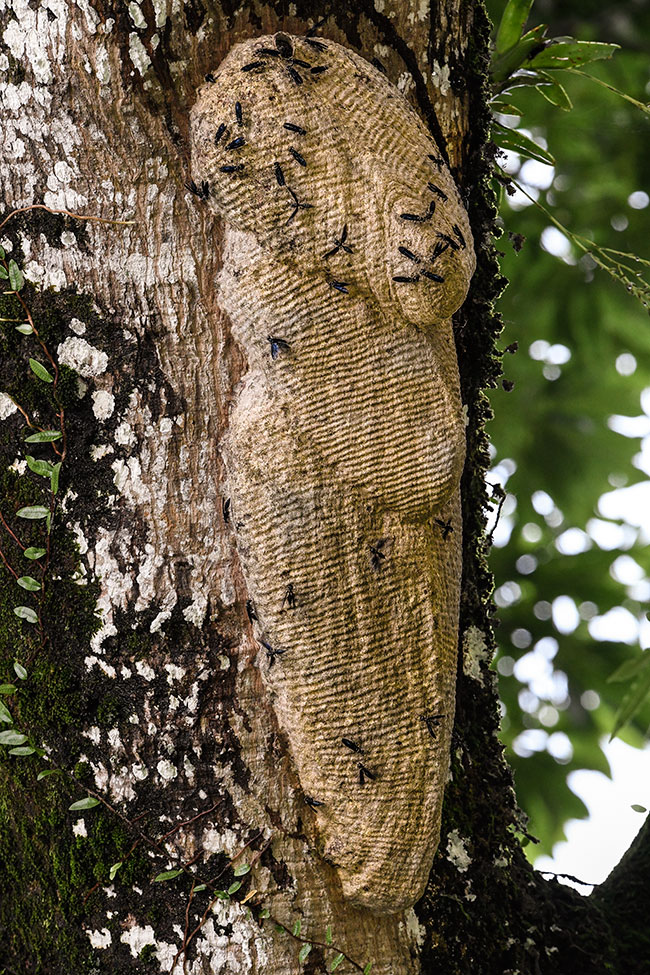 Wasp nest Ceiba Macho Creek Izabal Nov 4 2016 NH 2939