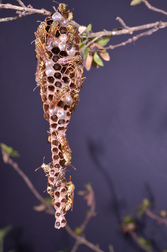 Wasp nest FLAAR 1314