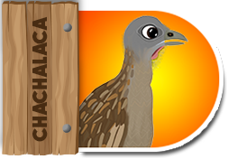 Chachalaca