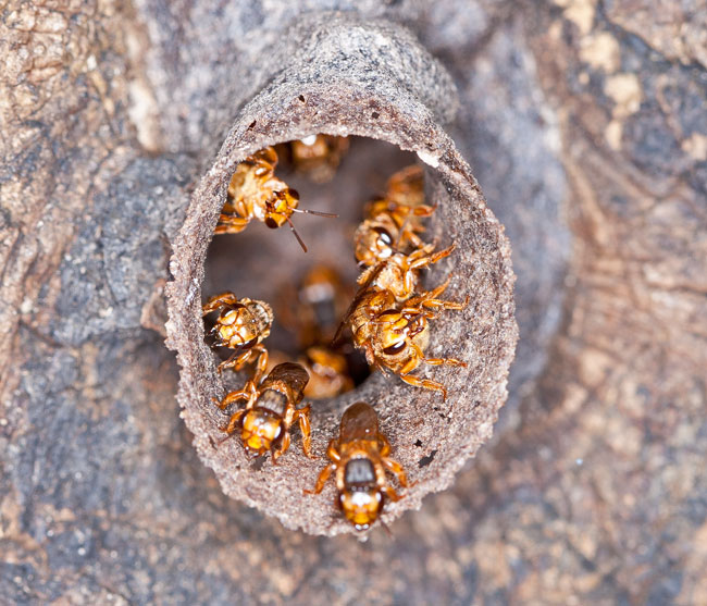 Bees stingless Arroyo Pucte Camp NH 8367