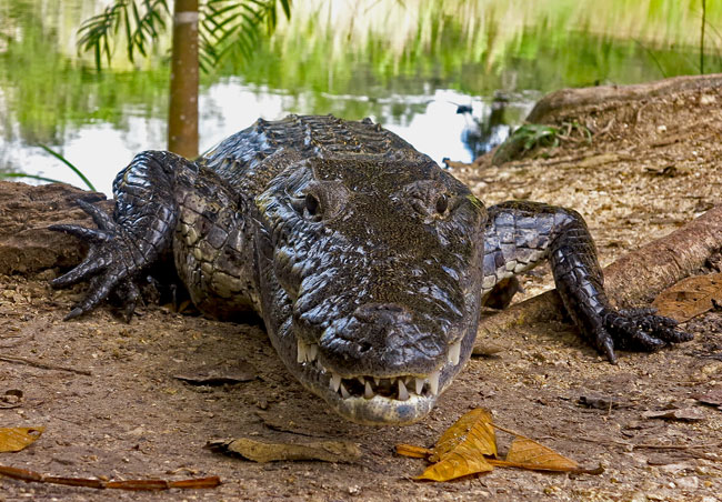 Crocodylus moreletii Tikal Jan 2013 IMG 1200