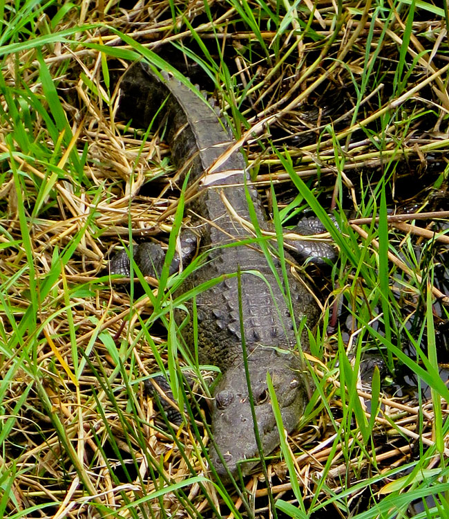 Crocodylus moreletii las Guacamayas IMG 7142