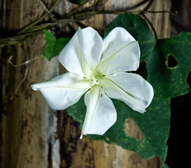 Ipomoea-alba-Moonflower-FLAAR-Mayan-Ethnobotanical-Research-Garden-12-30-2015-Nicholas-Hellmuth