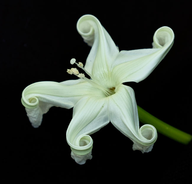 Ipomoea alba Moonflower FLAAR Mayan Ethnobotanical Research Garden 12 30 2015 Nicholas Hellmuth 8160