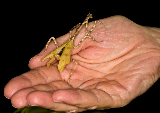Mantis religiosa in Nicholas hands FLAAR Feb 22 2016 EF 1132