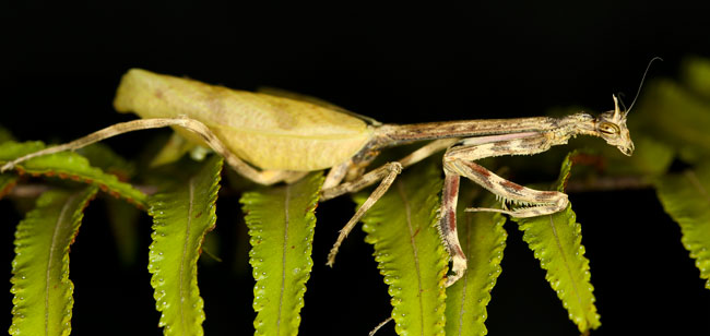 Mantis religiosa praying mantis FLAAR Feb 22 2016 EF IMG 1142