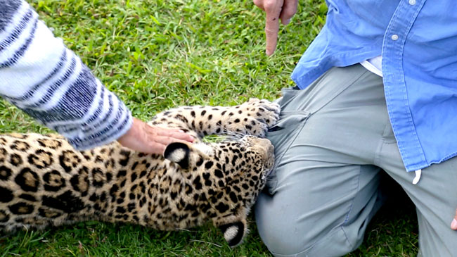 Namu Panthera onca Jaguar