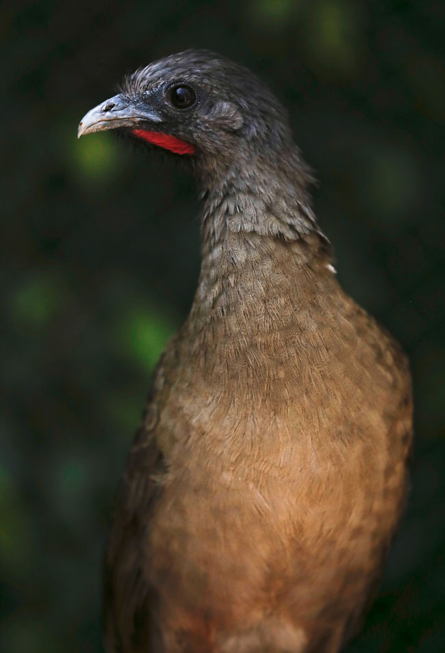 Ortalis vetula Chachalaca Aurora zoo MG 8418
