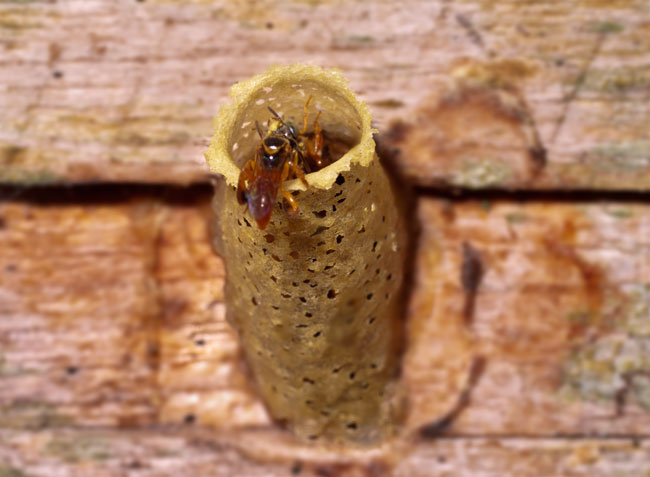 Stingless bees Meliponini Izabal 9124