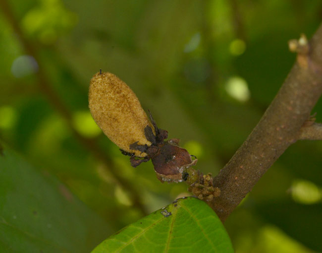 Theobroma angustifolium Vivero Radell Such Dec 27 2014 ring 1166