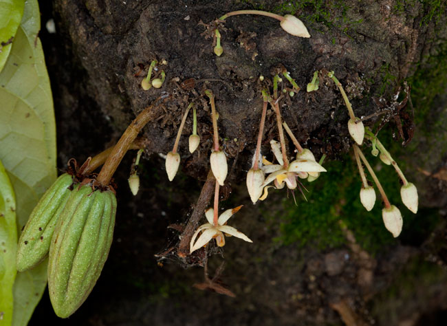 Theobroma cacao flowers Copan village museum Aug 5 2013 10K0576