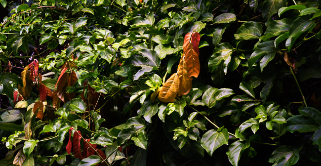 Theobroma cacao leaves FLAAR Pablo window Guatemala 2807