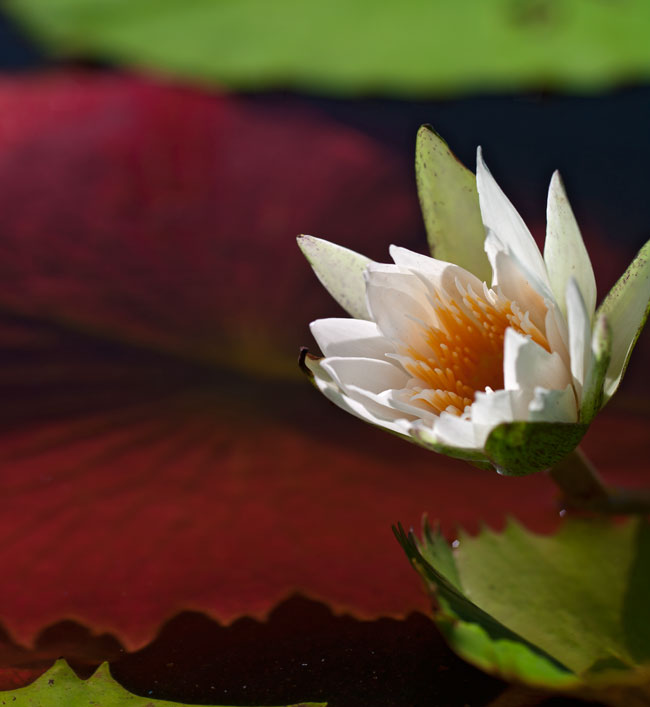 Waterlily Monterrico Dec 08 82