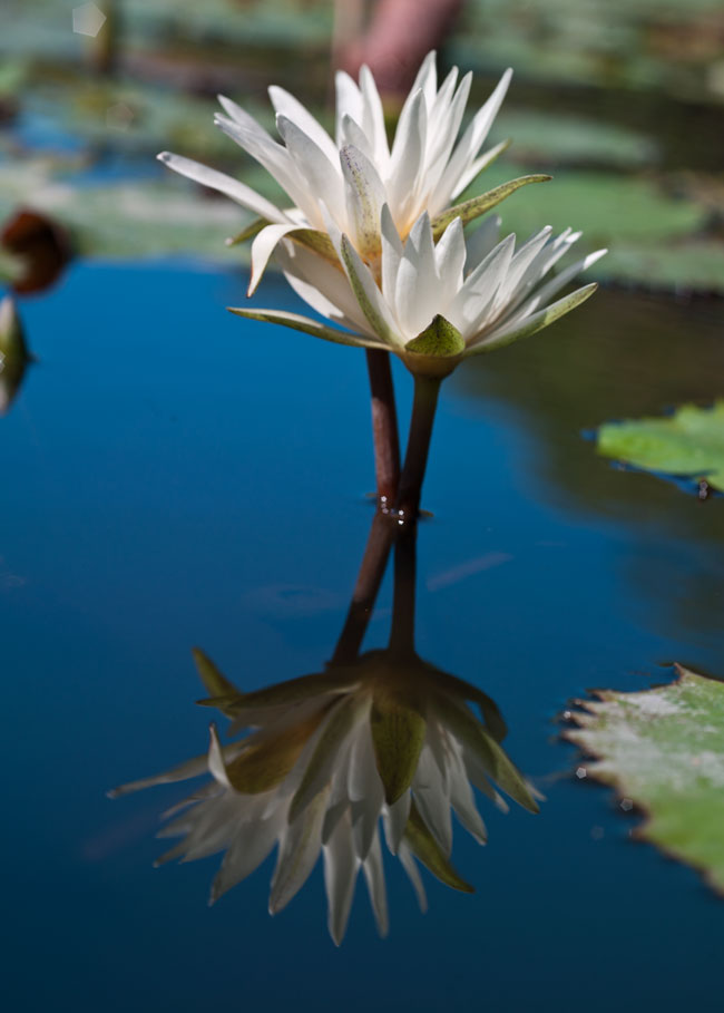 waterlily Monterrico Dec 08 26