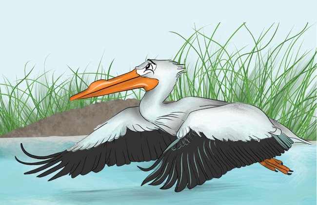 pelicano-blanco-escena