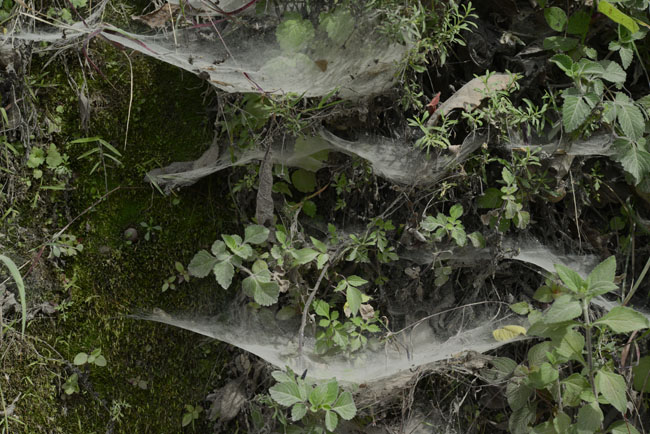 spider web pattern roadside towards Comalapa Aug 8 2015 NH spider WEB DSC3041
