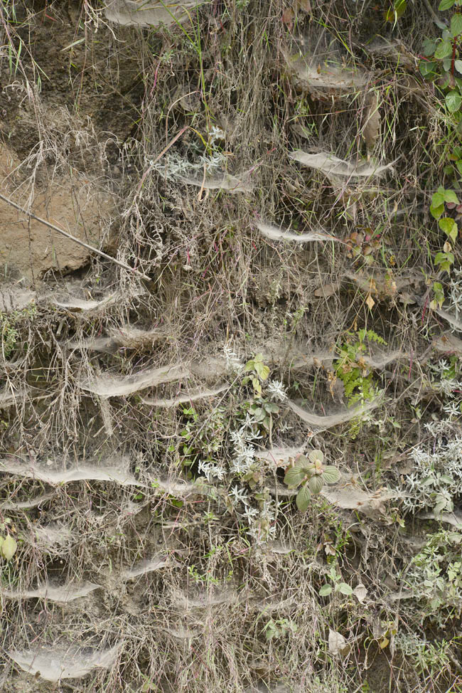 spider web pattern roadside towards Comalapa Aug 8 2015 NH spiders WEB DSC3040