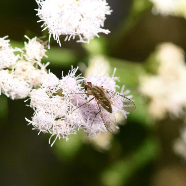 unknown_mosquito_or_fly_pollinator_FLAAR_garden